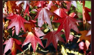 Liquidambar