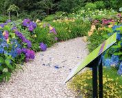 hydrangea garden