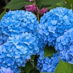 Blue Hydrangeas