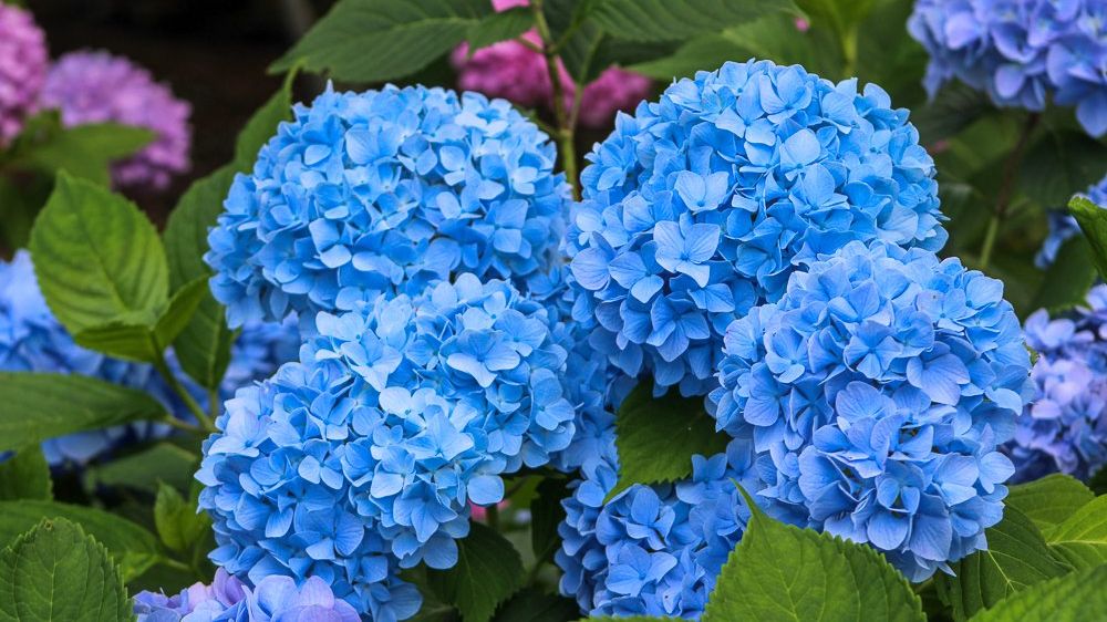 Blue Hydrangeas