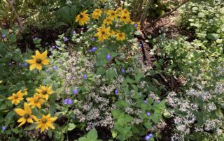 2020_PHOTOS_FAVES_HMG_IrisClearwater (37)