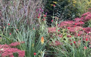 2020_PHOTOS_FAVES_HMG_IrisClearwater (47)