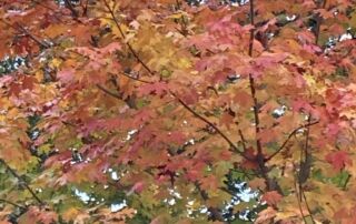 2020_SugarMaple_HMG_IrisClearwater (270)