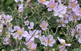 2022_AnemoneSeptCharm_HMG_IClearwater (184)