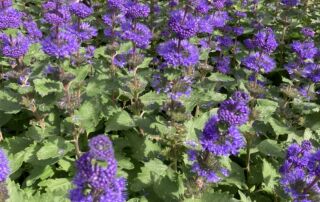 2022_CaryopterisPavilionBlue_HMG_IClearwater (253)