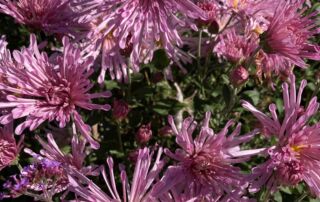 2022_ChrysanthemumCenterpiece_HMG_IClearwater (185)