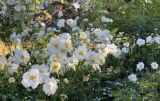 2022_PHOTOS_AnemoneWhirlwind_HMG_IClearwater (12)