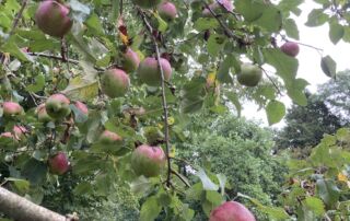 2023_AppleDeliciousAdmin_HMG_IClearwater (2)