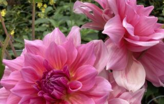 2024_DahliaOttosThrill_HMG_IClearwater