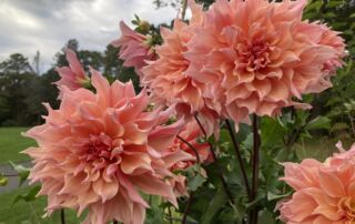 2024_Dahlia_HMG_IClearwater (22)