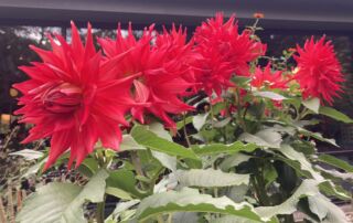 2024_PHOTOS_HMG_IClearwater (219)