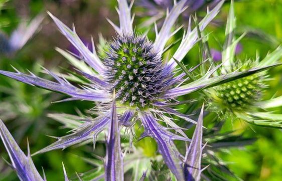 Purple flower