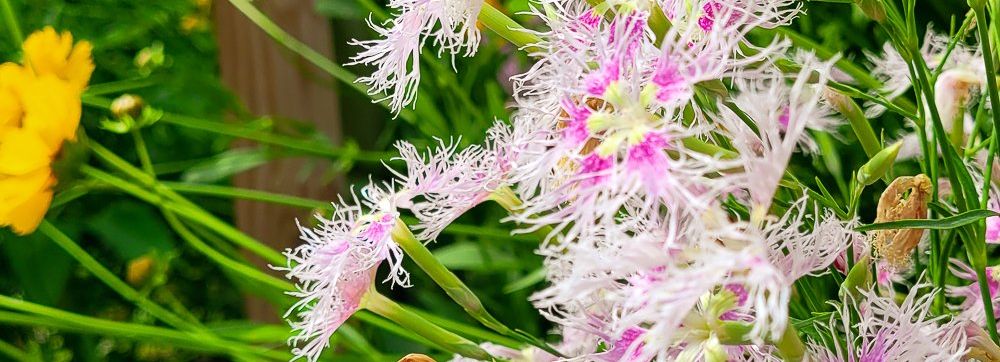 Fringed Pinks