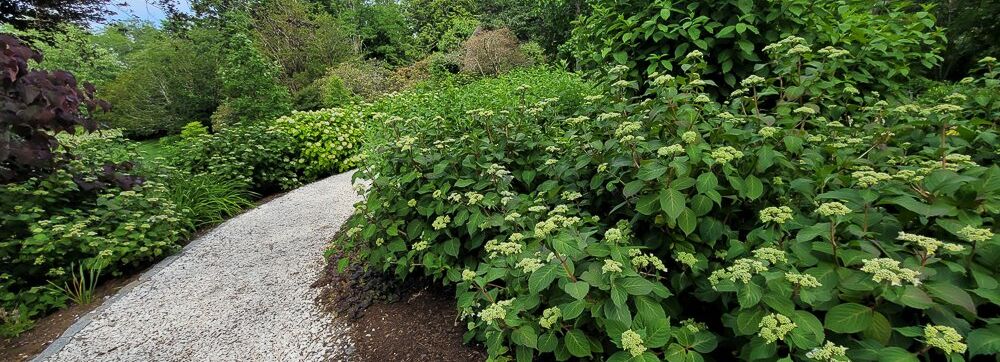 Hydrangea Test Garden