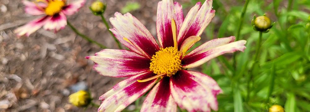 Pink Flower