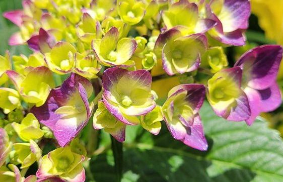 Hydrangea bloom in spring