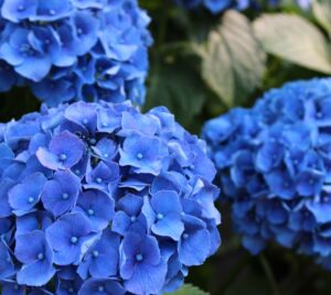 Hydrangea