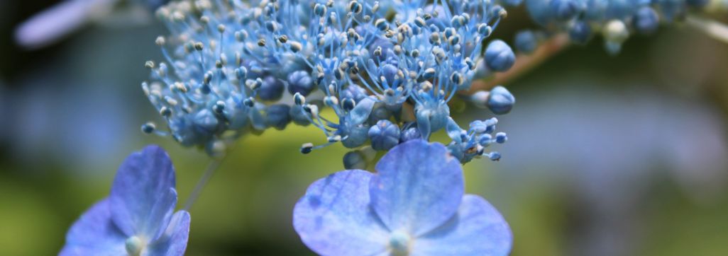 Lace hydrangea