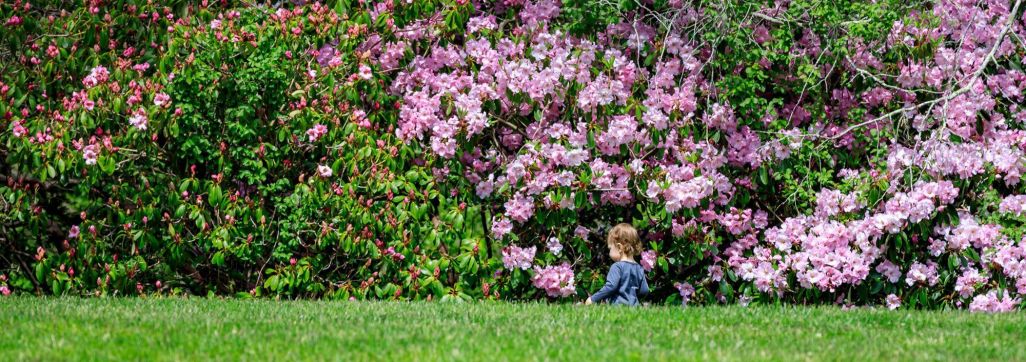 Rhododendrons and child