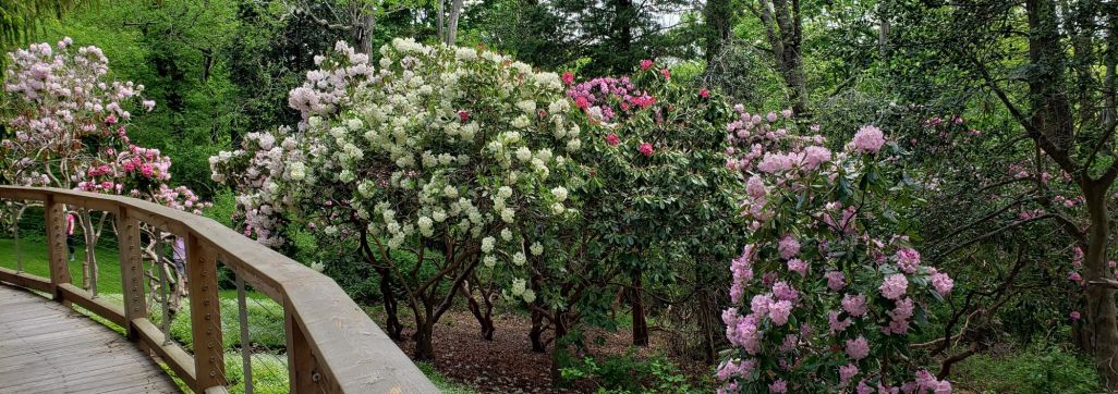 Rhododendrons walkway