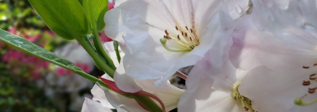 White Rhododendron