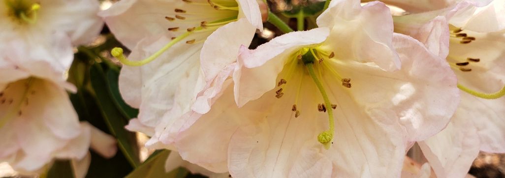 White Rhododendron