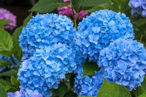 Blue Hydrangeas