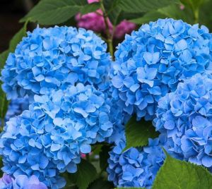 Blue Hydrangeas