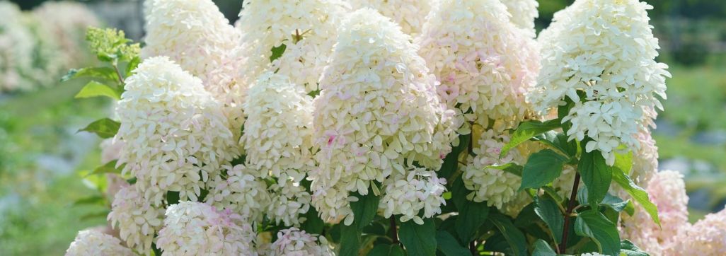 paniculata hydrangea