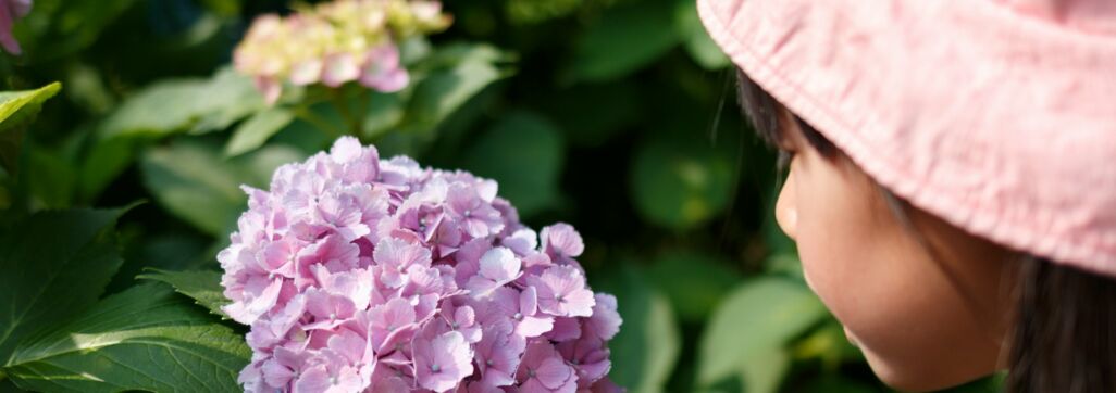 Hydrangea and child