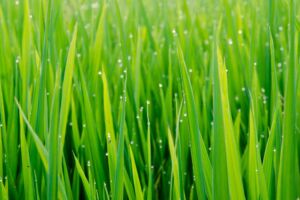 Grass